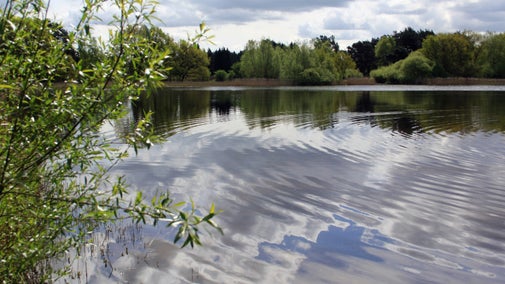 View across a rippling pond during spring, with green trees on the far side
